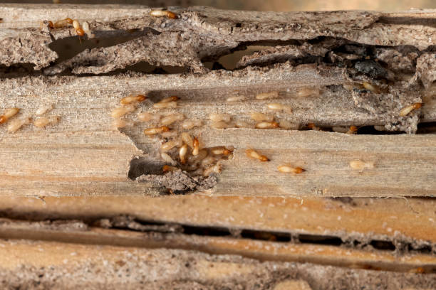 Trusted Woodville, WI Pest Control Experts