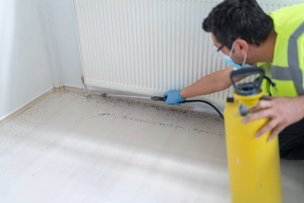 Best Termite Control Services  in Woodville, WI